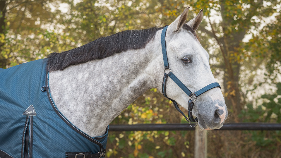 Head collars Head collars