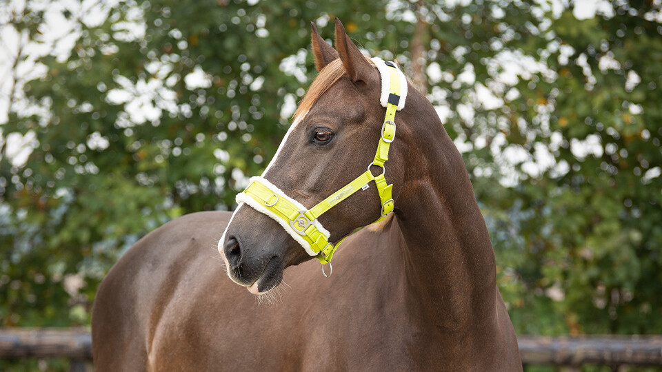 Lunging Equipment Lunging Equipment