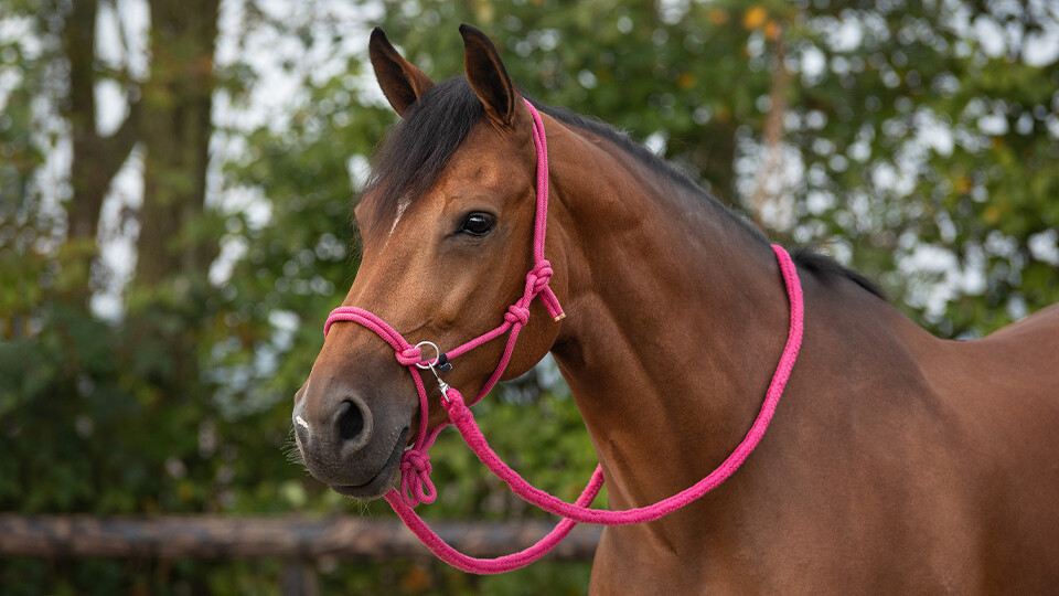 Natural horsemanship Natural horsemanship