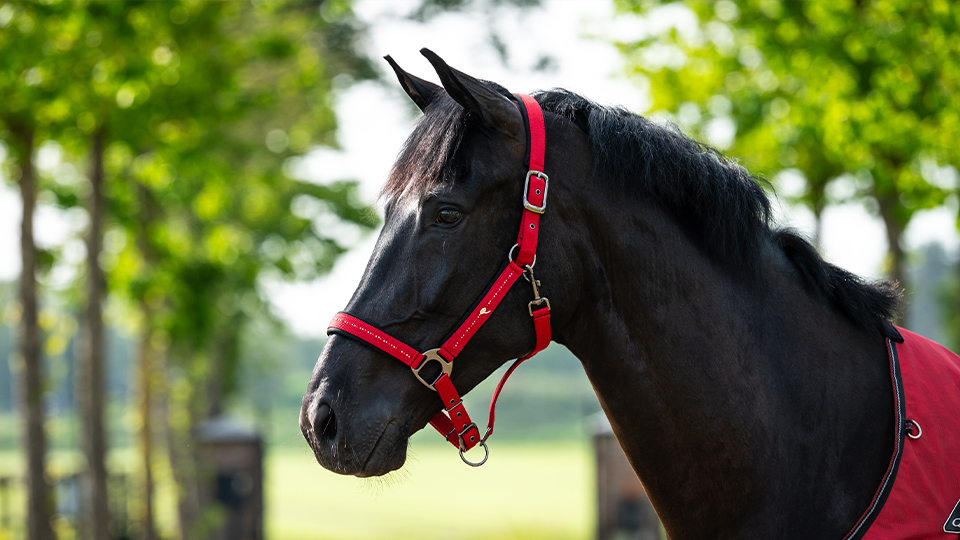 Head collars Head collars