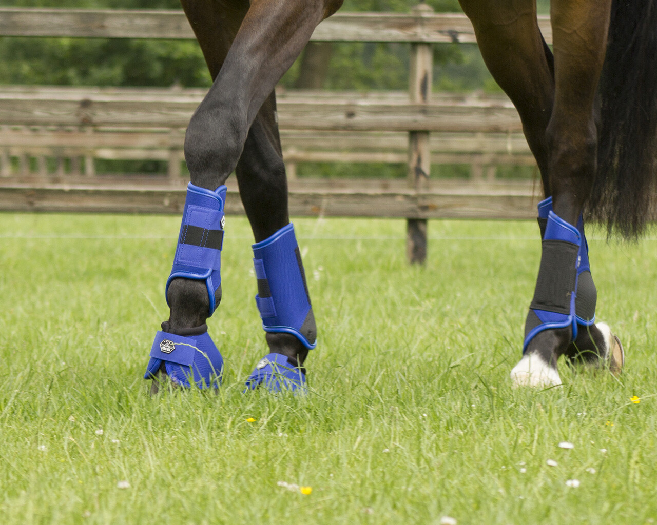 qhp eventing boots