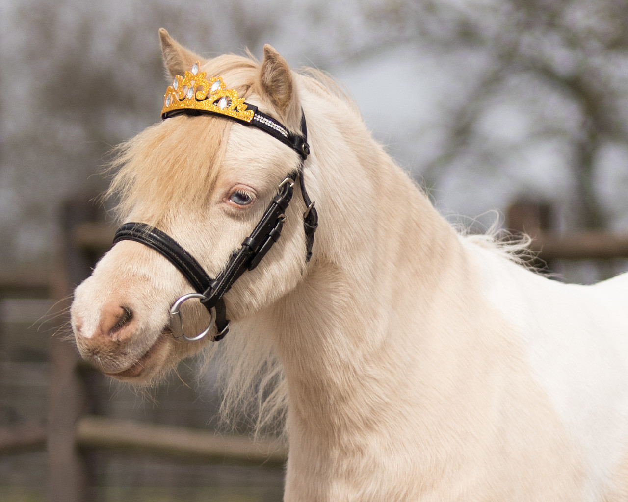 Crown horse | QHP - Everything for horse and rider