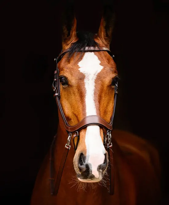 Bitless bridle FaySport