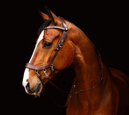 Bitless bridle FaySport