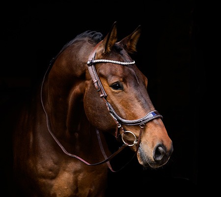 Faysport Glitter bridle